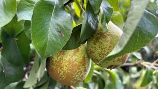 La production française de poires serait en baisse de 6 % par rapport à la bonne récolte de 2024. La production française de poires serait en baisse de 6 % par rapport à la bonne récolte de 2024.