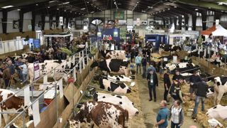 En raison de la FCO, il y a trois fois moins de bovins sur le Space 2025 que lors des éditions précédentes.