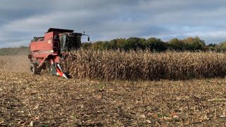 « La production 2025 de maïs grain est attendue en recul de 8 % sur un an, à 13,6 millions de tonnes », indique Agreste. « La production 2025 de maïs grain est attendue en recul de 8 % sur un an, à 13,6 millions de tonnes », indique Agreste.
