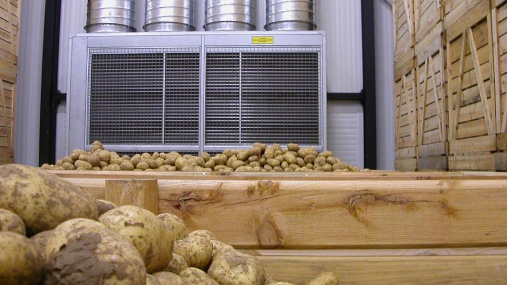 Stockage de pommes de terre