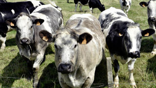 Lors du Space le 16 septembre 2025, la Confédération nationale de l’élevage et l'Idele ont rappelé les services rendus par les éleveurs de ruminants à la société. Lors du Space le 16 septembre 2025, la Confédération nationale de l’élevage et l'Idele ont rappelé les services rendus par les éleveurs de ruminants à la société.
