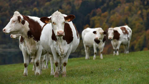 La FNPL déplore que les éleveurs ne perçoivent pas une juste rémunération de la matière grasse. La FNPL déplore que les éleveurs ne perçoivent pas une juste rémunération de la matière grasse.