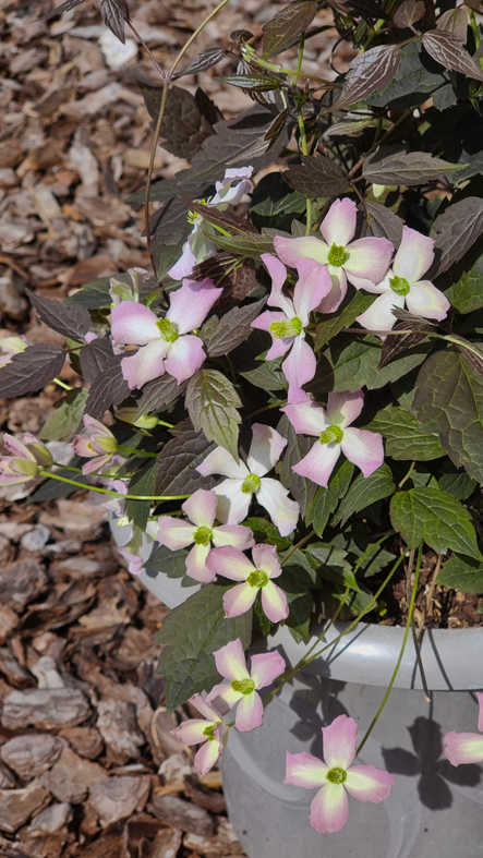 Clematis montana Truffle®