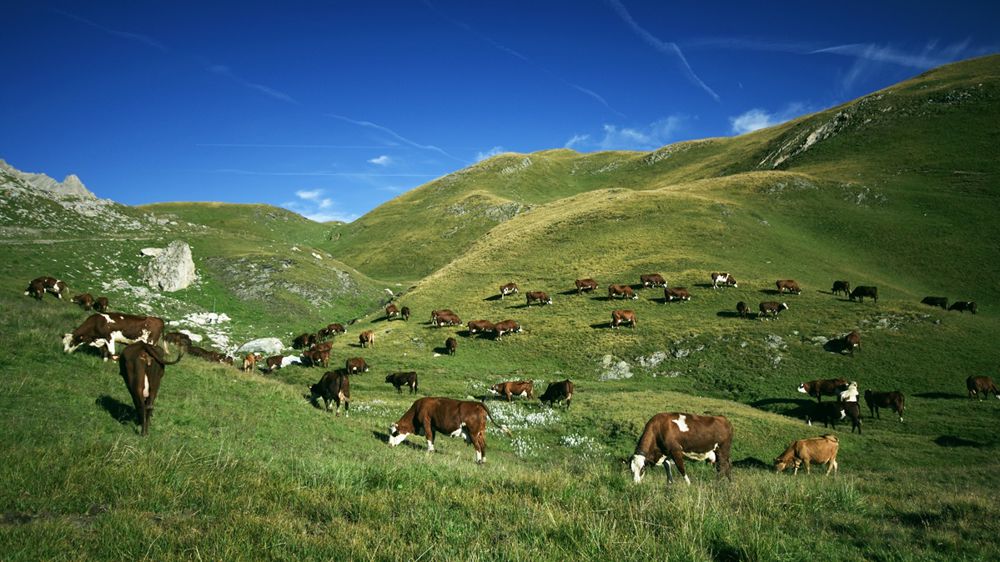 Avec les températures qui se rafraîchissent, il devient compliqué de laisser les vaches en altitude.