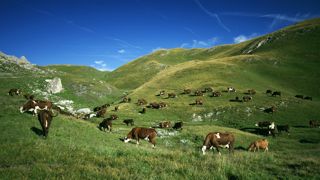 Avec les températures qui se rafraîchissent, il devient compliqué de laisser les vaches en altitude. Avec les températures qui se rafraîchissent, il devient compliqué de laisser les vaches en altitude.