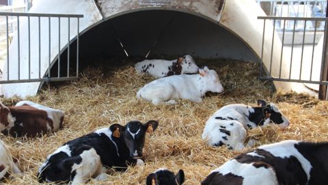 Le Cniel, en collaboration avec des ONG de protection animale, souhaite encourager les pratiques de logement collectif précoce des veaux laitiers.
