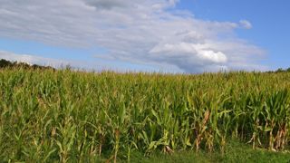 Les ensilages de maïs ont débuté précocement dans la première quinzaine d'août. Les ensilages de maïs ont débuté précocement dans la première quinzaine d'août.