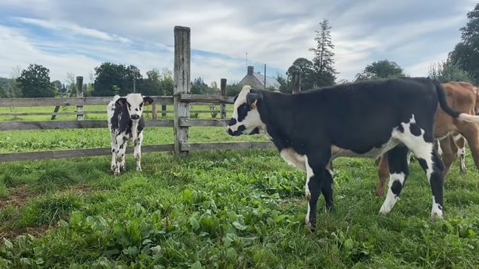 Le Cniel et les ONG se sont entendus pour accompagner les éleveurs laitiers qui le souhaitent vers cette pratique.