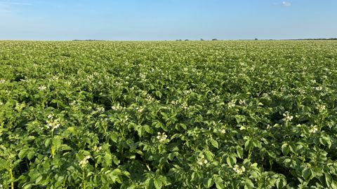 Les essais 2025 sur pommes de terre ont montré un gain de rendement de 6 % avec les biostimulants Beoz.