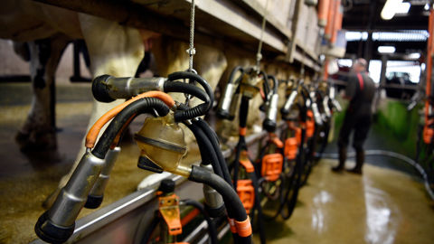 Sodiaal se portera garant d’emprunts devant financer du matériel d’élevage laitier.