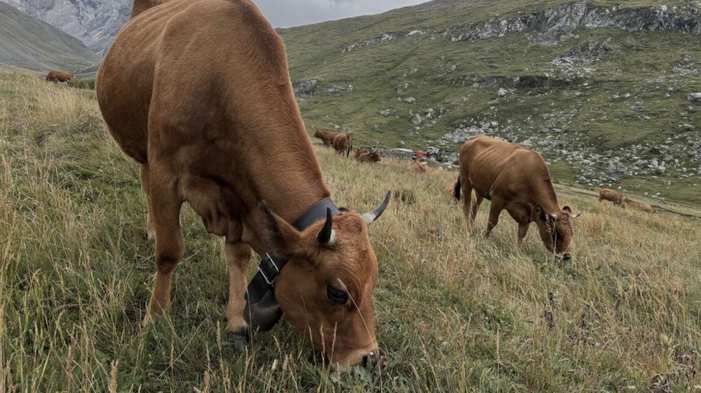 Vache tarentaise en alpage avec une cloche Vache tarentaise en alpage avec une cloche