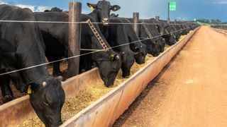 En juillet 2025, les importations européennes de viande bovine brésilienne ont été multipliées par deux. Les imports en provenance de l'Argentine ont progressé de près de 50 %, et l'origine Uruguay a progressé de 75 % par rapport à la même période en 2024. En juillet 2025, les importations européennes de viande bovine brésilienne ont été multipliées par deux. Les imports en provenance de l'Argentine ont progressé de près de 50 %, et l'origine Uruguay a progressé de 75 % par rapport à la même période en 2024.