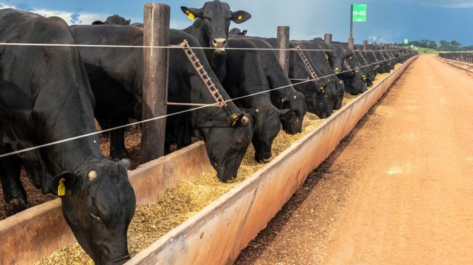 En juillet 2025, les importations européennes de viande bovine brésilienne ont été multipliées par deux. Les imports en provenance de l'Argentine ont progressé de près de 50 %, et l'origine Uruguay a progressé de 75 % par rapport à la même période en 2024.