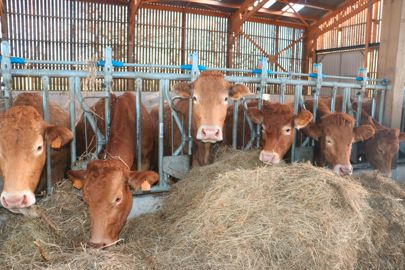 Taurillons limousins Taurillons limousins