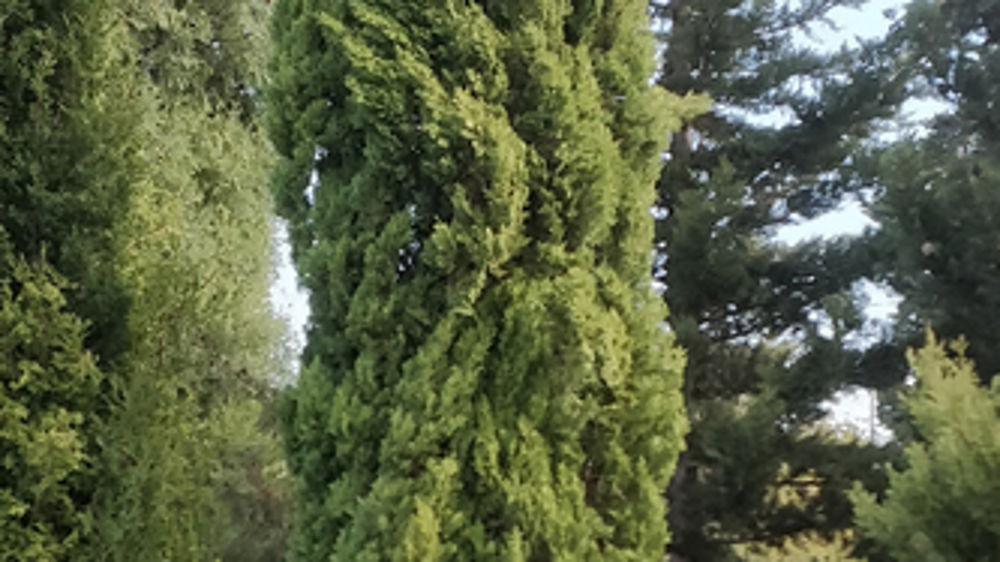 Le cyprès 'Sirocco' obtenu par l’Inrae ne produit que très peu de pollen.