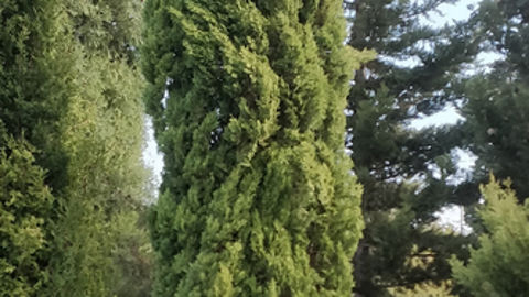 Le cyprès 'Sirocco' obtenu par l’Inrae ne produit que très peu de pollen. Le cyprès 'Sirocco' obtenu par l’Inrae ne produit que très peu de pollen.