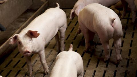 Les abattages progressent en août 2025 sur un mois.
