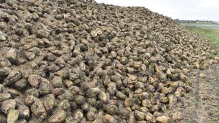 Début septembre, les 2 700 partenaires agriculteurs ont reçu du service betteravier de Saint Louis Sucre leur planning d’arrachage. Début septembre, les 2 700 partenaires agriculteurs ont reçu du service betteravier de Saint Louis Sucre leur planning d’arrachage.