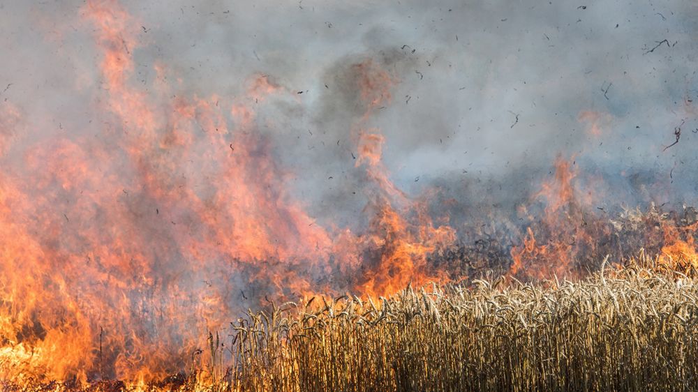 200 ha de cultures ont été détruites cet été en Seine-et-Marne par le feu.