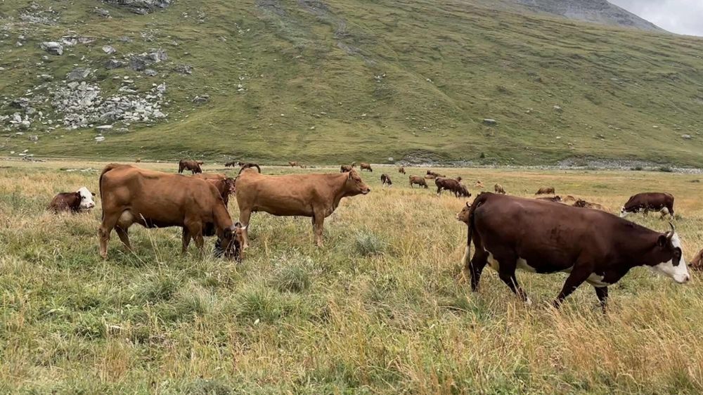 Vaches en alpage dans les alpes