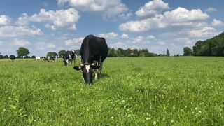 La conjoncture du lait bio est morose dans l'Hexagone, et les déconversions vont bon train. La conjoncture du lait bio est morose dans l'Hexagone, et les déconversions vont bon train.