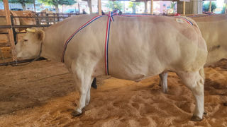 La moyenne des prix sur les concours de bovins de qualité était comprise entre 9,00 et 10,00 € pour les animaux primés, pour monter entre 11,00 et 12,00 € pour les championnes, voire plus. La moyenne des prix sur les concours de bovins de qualité était comprise entre 9,00 et 10,00 € pour les animaux primés, pour monter entre 11,00 et 12,00 € pour les championnes, voire plus.