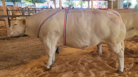 La moyenne des prix sur les concours de bovins de qualité était comprise entre 9,00 et 10,00 € pour les animaux primés, pour monter entre 11,00 et 12,00 € pour les championnes, voire plus. La moyenne des prix sur les concours de bovins de qualité était comprise entre 9,00 et 10,00 € pour les animaux primés, pour monter entre 11,00 et 12,00 € pour les championnes, voire plus.