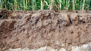« La toxicité sur les organismes du sol a été testée sur les micro-organismes, les plantes, et les vers de terre », indique l'Anses.