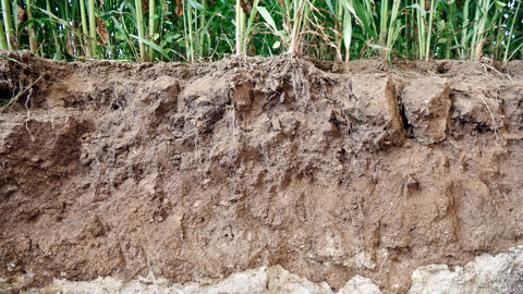 « La toxicité sur les organismes du sol a été testée sur les micro-organismes, les plantes, et les vers de terre », indique l'Anses.
