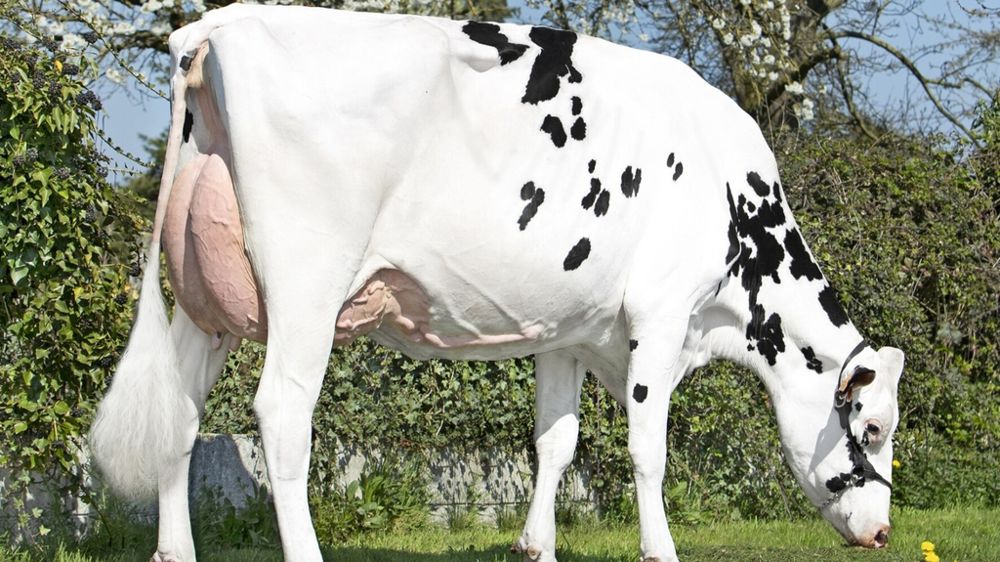 vache Prim'Holstein vache Prim'Holstein
