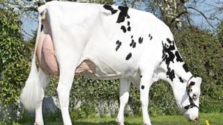 vache Prim'Holstein vache Prim'Holstein