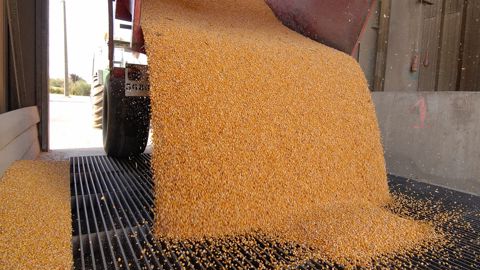 Au niveau national, l'observatoire Céré'Obs de FranceAgriMer recense 24 % des surfaces de maïs grain récoltées au 29 septembre, contre 2 % en 2024 et 24 % sur la moyenne quinquennale.