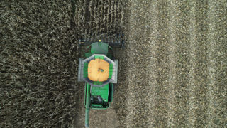 Selon FranceAgriMer, au 29 septembre 2025, 24 % des surfaces de maïs grain étaient récoltés en France.