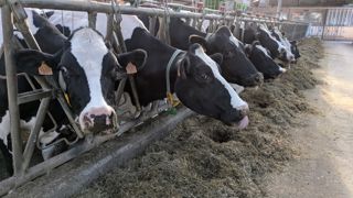 Une meilleure répartition de la valeur permettrait aux éleveurs d'investir dans leur système d'exploitation pour produire plus de matière grasse, selon la FNPL. Une meilleure répartition de la valeur permettrait aux éleveurs d'investir dans leur système d'exploitation pour produire plus de matière grasse, selon la FNPL.