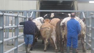 Les abattages de vaches laitières ont reculé de 9,7 % entre août 2024 et 2025, et ceux de vaches allaitantes de 2,0 %.