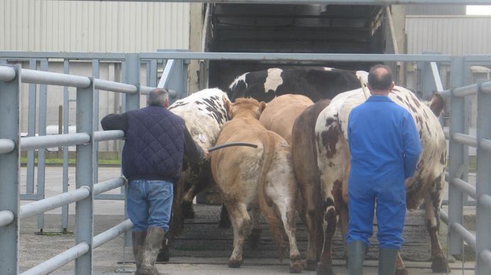 Les abattages de vaches laitières ont reculé de 9,7 % entre août 2024 et 2025, et ceux de vaches allaitantes de 2,0 %.