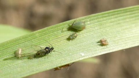 L’observation des pucerons sur céréales doit être faite régulièrement, de préférence par beau temps, sur plusieurs lignes de semis, dans une zone à risque (près d’une haie ou sur d'anciens foyers de JNO). L’observation des pucerons sur céréales doit être faite régulièrement, de préférence par beau temps, sur plusieurs lignes de semis, dans une zone à risque (près d’une haie ou sur d'anciens foyers de JNO).