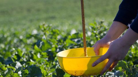 C’est la vision du « jaune » qui attire les charançons du bourgeon terminal dans la cuvette