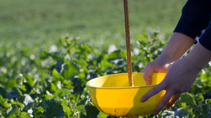 C’est la vision du « jaune » qui attire les charançons du bourgeon terminal dans la cuvette