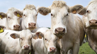 Les ventes d’animaux vivants contribuent à l’amélioration du solde des produits agricoles bruts de la France en juillet 2025. Les ventes d’animaux vivants contribuent à l’amélioration du solde des produits agricoles bruts de la France en juillet 2025.
