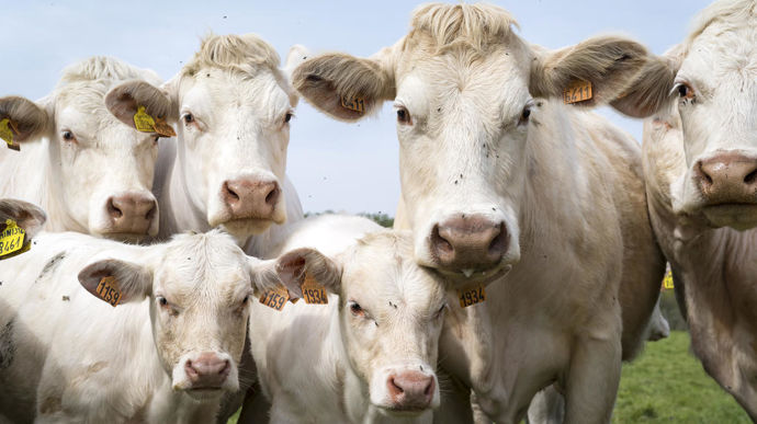 Les ventes d’animaux vivants contribuent à l’amélioration du solde des produits agricoles bruts de la France en juillet 2025.