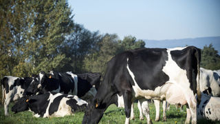 Si les projections disent vrai, la filière pourrait encore perdre 6 % de collecte d’ici à 2030, soit 300 millions de litres de lait et 2 900 emplois à l’échelle des massifs français Si les projections disent vrai, la filière pourrait encore perdre 6 % de collecte d’ici à 2030, soit 300 millions de litres de lait et 2 900 emplois à l’échelle des massifs français