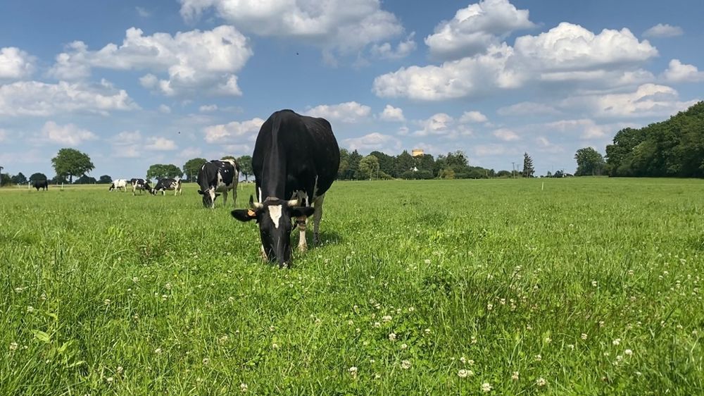 Vache Holstein en pâture