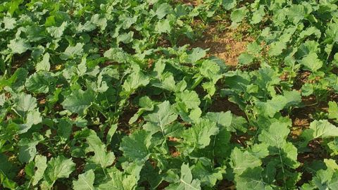 La période de sensibilité du colza vis-à-vis des grosses altises s'étend jusqu'au stade 4 feuilles. La période de sensibilité du colza vis-à-vis des grosses altises s'étend jusqu'au stade 4 feuilles.