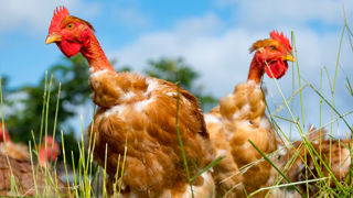 Les abattages de volailles de chair ont enregistré une hausse de 1 % sur un an au mois d'août 2025.