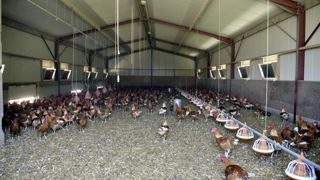 La préfecture de la Seine-Maritime a confirmé la découverte d'un foyer de grippe aviaire dans un élevage de volailles. La préfecture de la Seine-Maritime a confirmé la découverte d'un foyer de grippe aviaire dans un élevage de volailles.