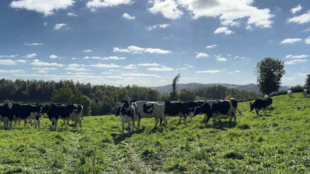 Vaches holstein en pature Vaches holstein en pature