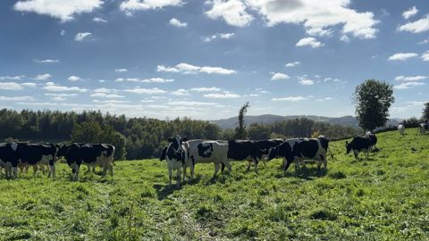 Vaches holstein en pature