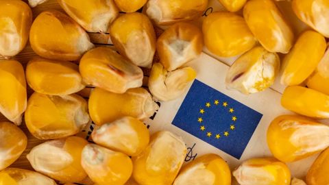 La production de maïs de l'UE atteindrait 56,8 Mt cette année, selon les estimations de la Commission européenne.