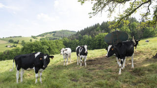 À la suite de la découverte de trois foyers de dermatose nodulaire dans les Pyrénées-Orientales, la vaccination de l'ensemble des cheptels du département est obligatoire. À la suite de la découverte de trois foyers de dermatose nodulaire dans les Pyrénées-Orientales, la vaccination de l'ensemble des cheptels du département est obligatoire.